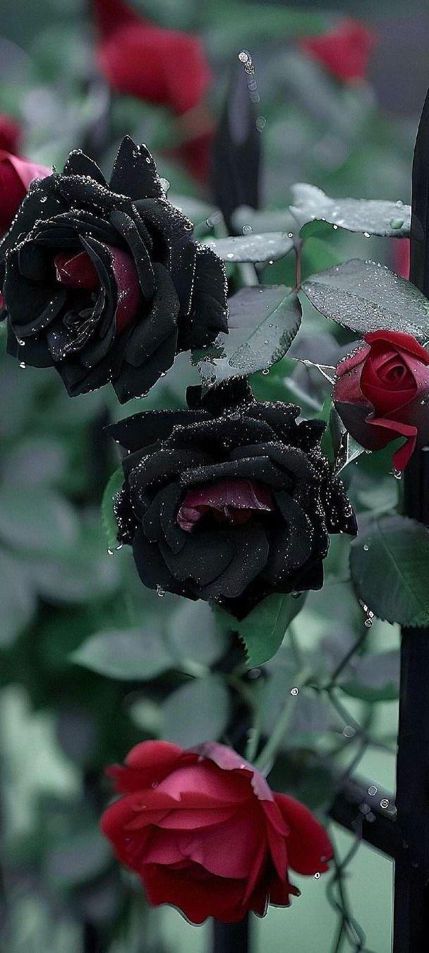 Black Rose