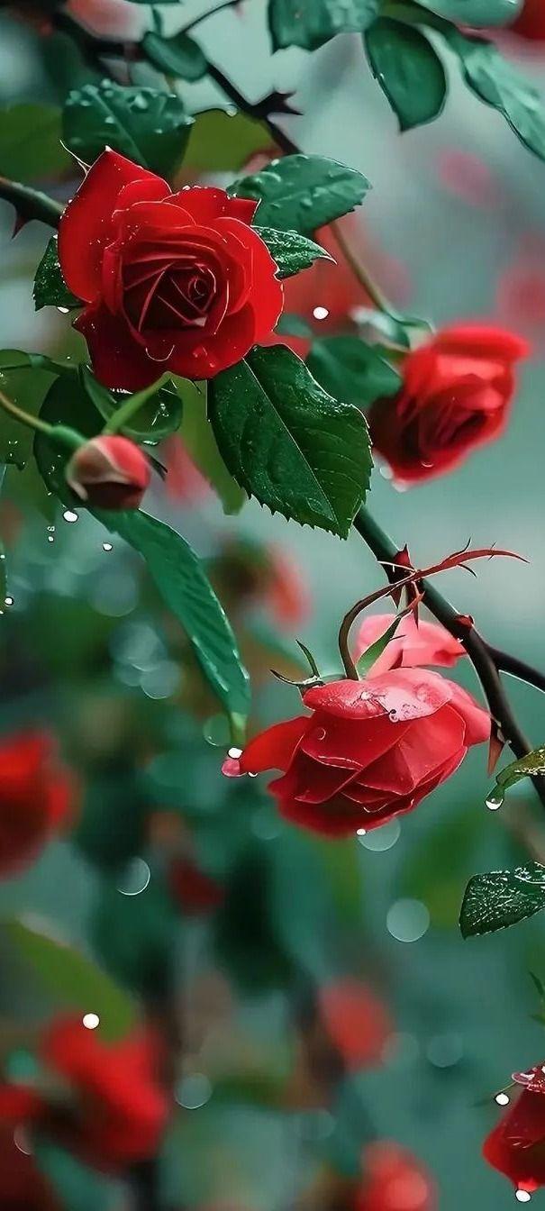 Red Rose 🌹 Flower Trees