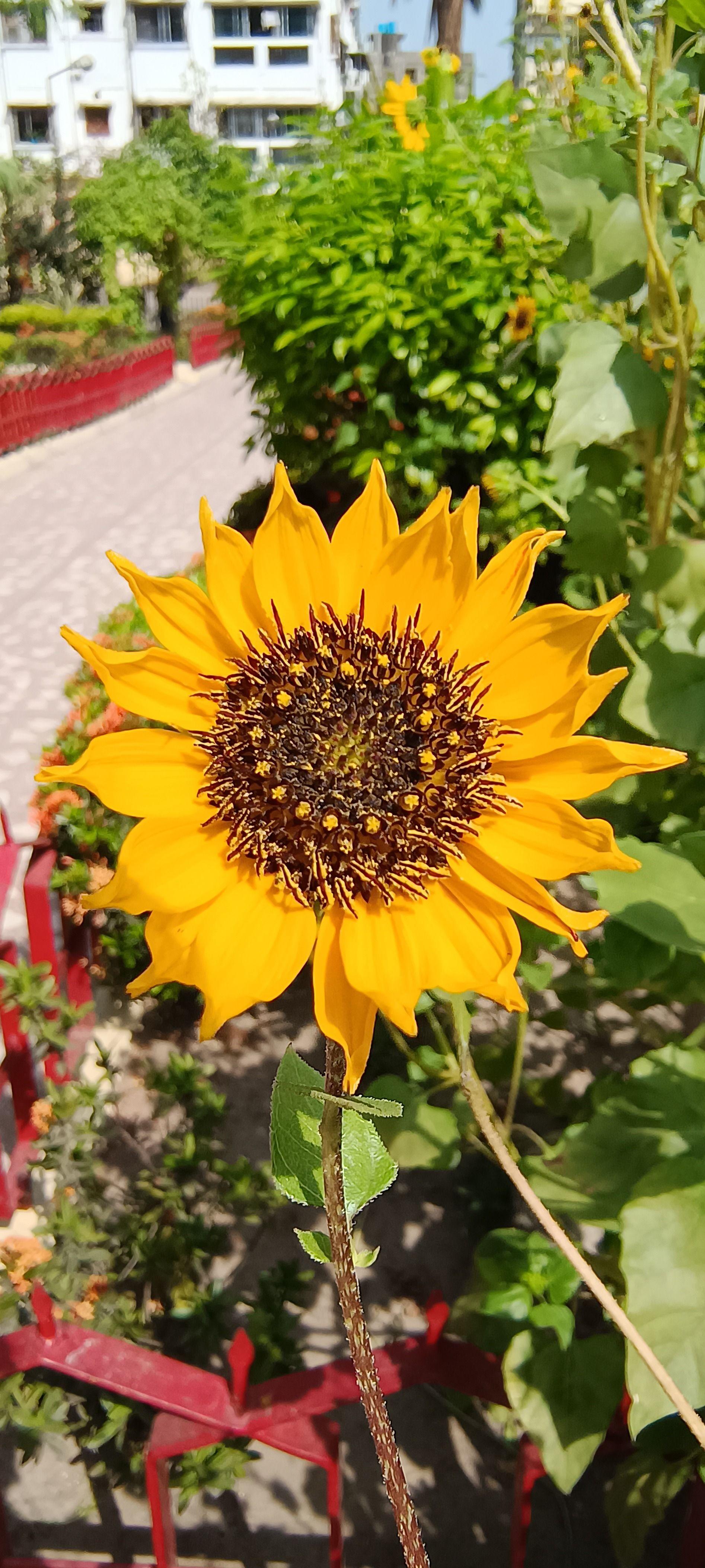 Sun Flower